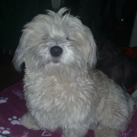 Guest house Casa Mamma 4*